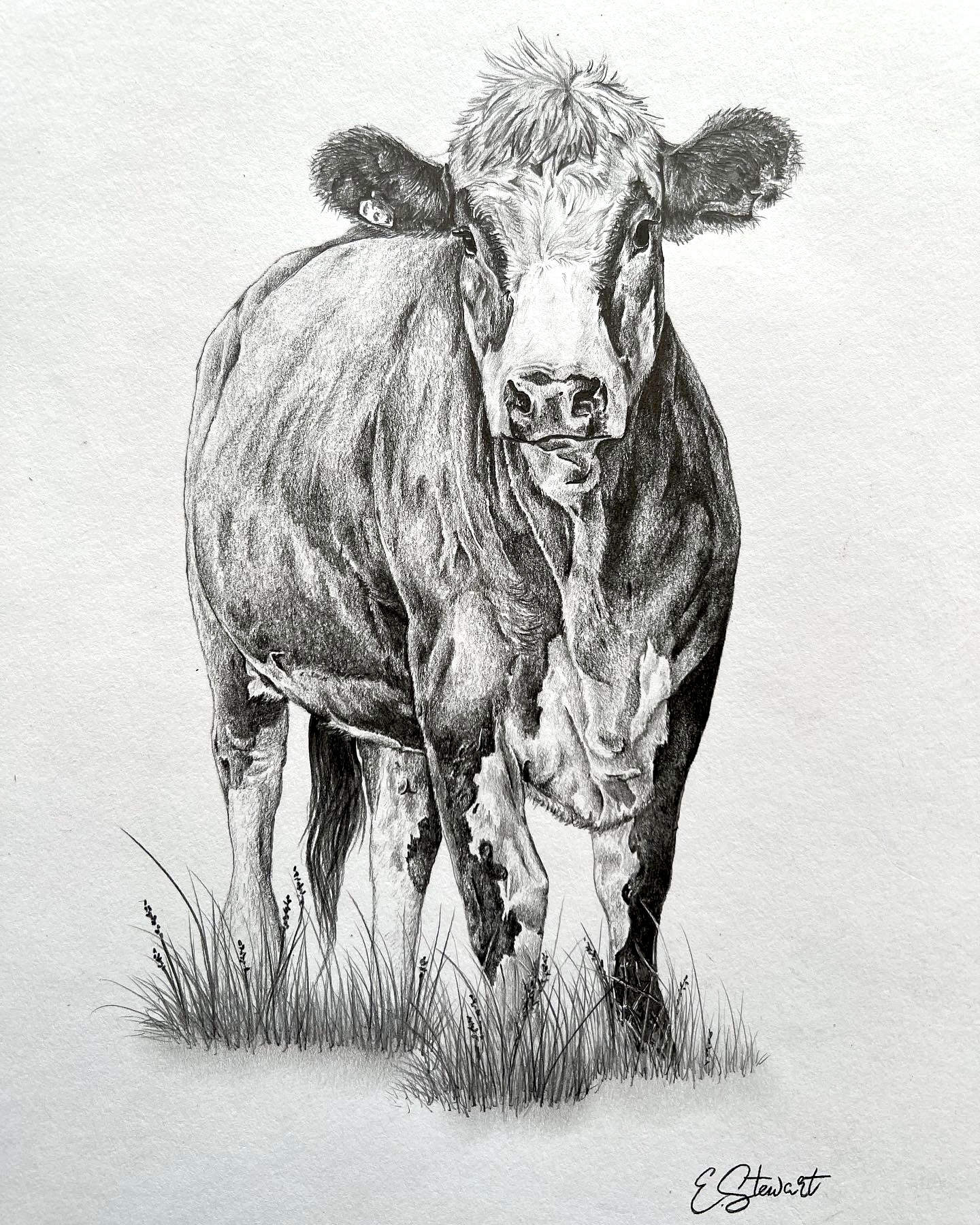 Pencil drawing - cows
